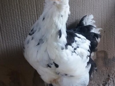 Idriz Halilović je svojevsrna atrakcija, pčelar i lovac "na starinski način" Idriz Halilović je svojevsrna atrakcija, pčelar i lovac "na starinski način"