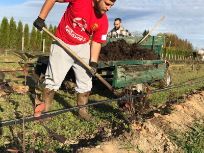 plantaza-jakupovic11