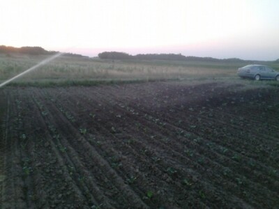 Idrofoglia Jolly turbocar