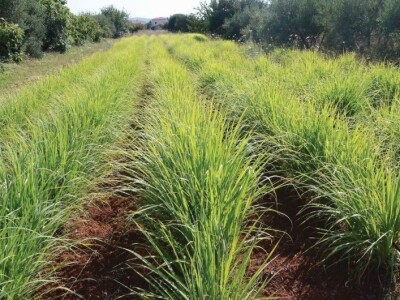 IENA 2018 - Odličja i iz Nürnberga: Iva i Božo Grginović osvojili četiri medalje za sokove od limunske trave!