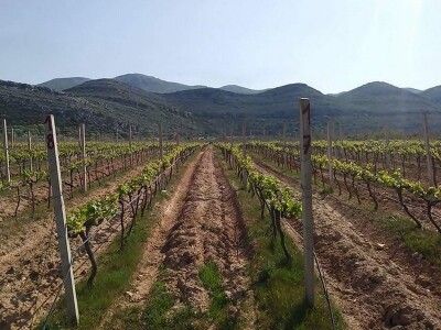 Igor Dabić Igor Dabić