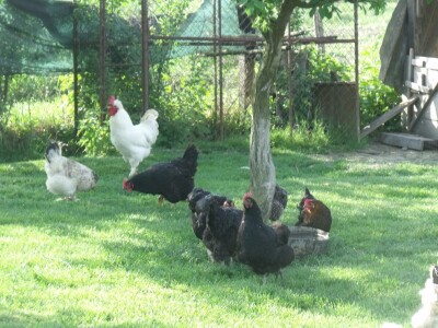 Igor Perić iz Samatovaca Igor Perić iz Samatovaca