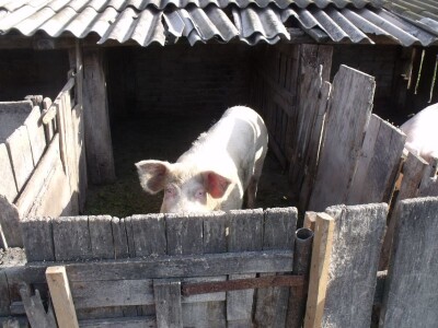 Igor Perić iz Samatovaca Igor Perić iz Samatovaca