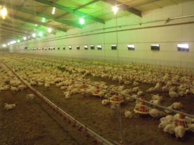 Igor Tokić peradarstvo Igor Tokić peradarstvo