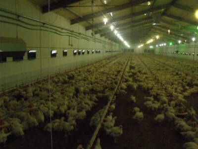 Igor Tokić peradarstvo Igor Tokić peradarstvo