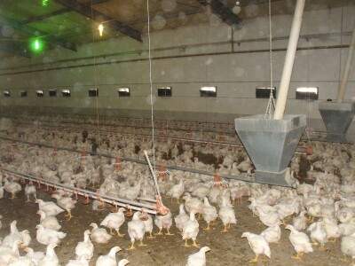 Igor Tokić peradarstvo Igor Tokić peradarstvo