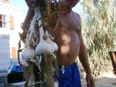 Igor Rukavina i njegove najveće glavice češnjaka u Europi