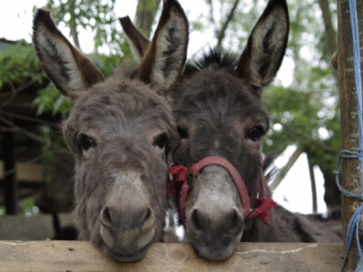 Od jednog došli do 60 magaraca