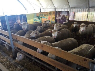 Il de France ovce na OPG-u Saše Horvata