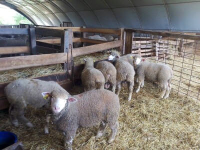 Il de France ovce na OPG-u Saše Horvata