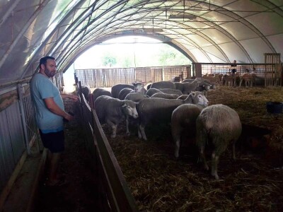 Il de France ovce na OPG-u Saše Horvata