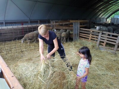 Il de France ovce na OPG-u Saše Horvata