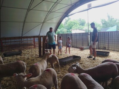 Il de France ovce na OPG-u Saše Horvata