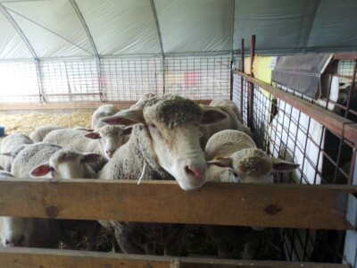 Il de France ovce na OPG-u Saše Horvata