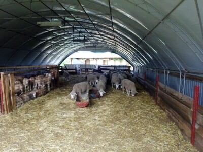 Il de France ovce na OPG-u Saše Horvata