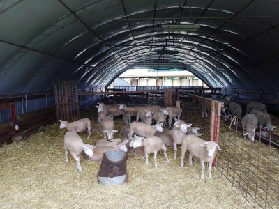 Il de France ovce na OPG-u Saše Horvata