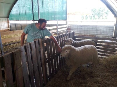 Il de France ovce na OPG-u Saše Horvata