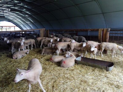 Il de France ovce na OPG-u Saše Horvata