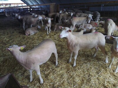 Il de France ovce na OPG-u Saše Horvata