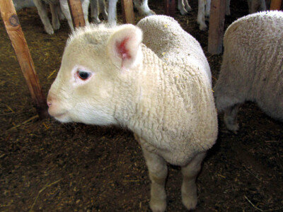 Il de frans obezbeđuje profit