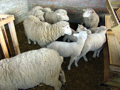 Il de frans obezbeđuje profit