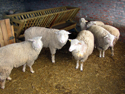 Il de frans obezbeđuje profit