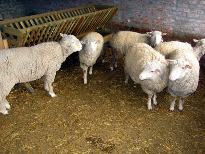 Il de frans obezbeđuje profit