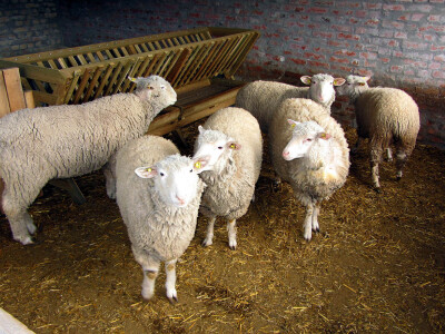 Il de frans obezbeđuje profit