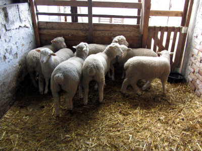 Il de frans obezbeđuje profit