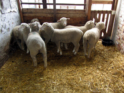 Il de frans obezbeđuje profit