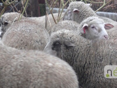 Ilegalna mađarska klaonica