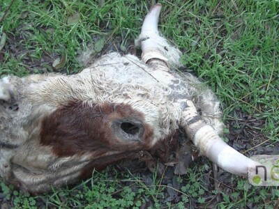 Ilegalna mađarska klaonica