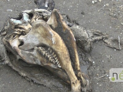 Ilegalna mađarska klaonica