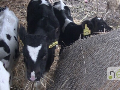 Ilegalna mađarska klaonica