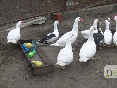 Ilegalna mađarska klaonica