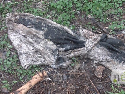 Ilegalna mađarska klaonica