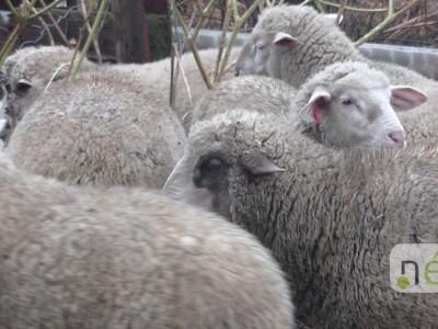 Ilegalna mađarska klaonica