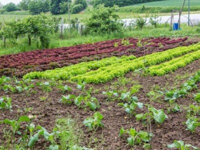 Što danas naručite, sutra je u vašoj kuhinji