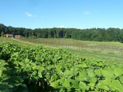 Iličići su kupili 6 hektara zemlje