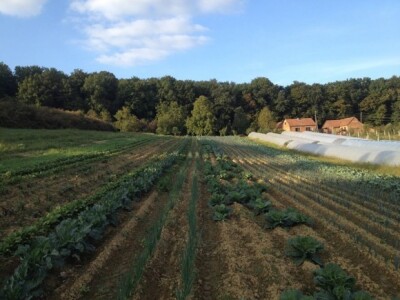 Pod plastenicima je 1400 m2