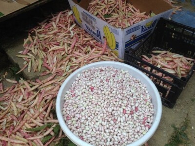 Grah je odlično rodio