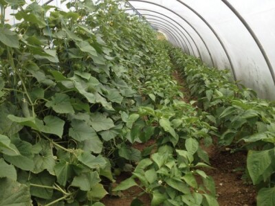 U plastenicima uvijek ima posla