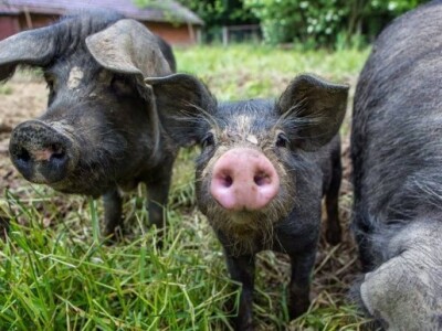 Na imanju uživaju i tri fajferice