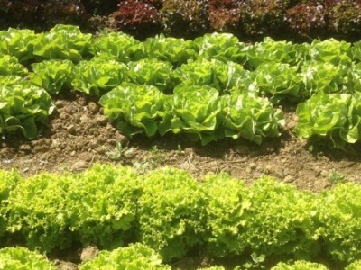 Proizvode razne vrste salata