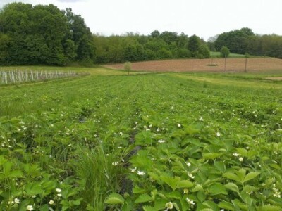 S jagodama se također ne može pogrešiti