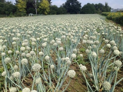 Luk je ljeti vani, a zimi u plasteniku