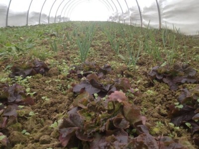 U biodinamičkoj proizvodnji ne koriste se otrovi