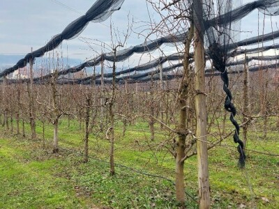 Ilija Mijatović, organska rakija od krušaka