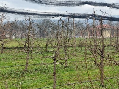 Ilija Mijatović, organska rakija od krušaka