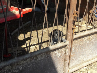 Mali je, al spreman zalajati Mali je, al spreman zalajati